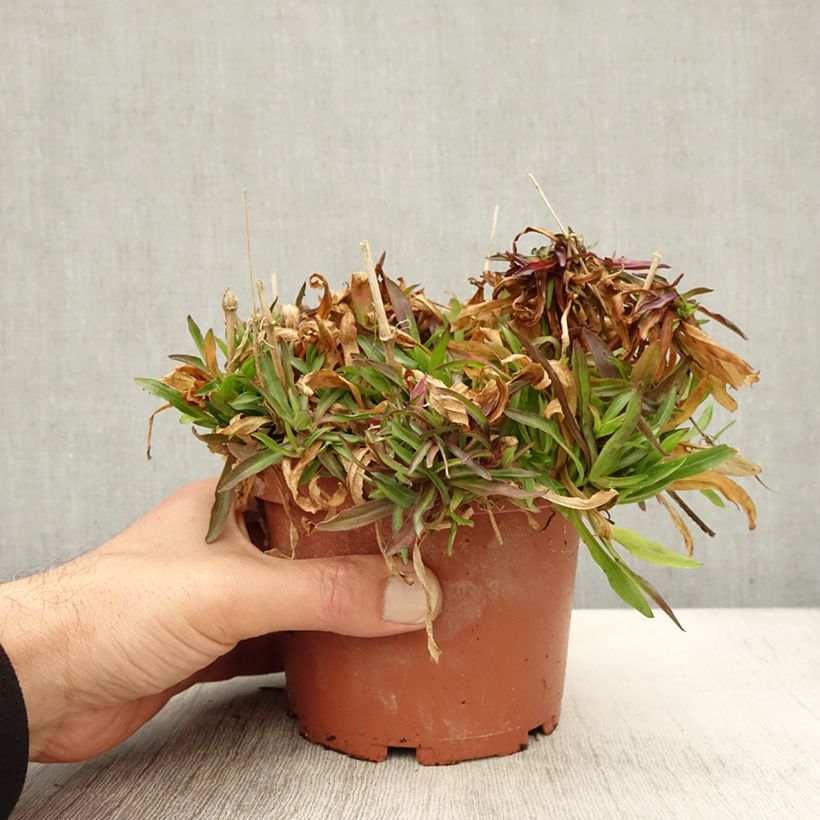 Amostra de Lychnis flos-cuculi Petit Henri - Oeillet des prés blanc Pot de 1,5L/2L tal como entregue no outono