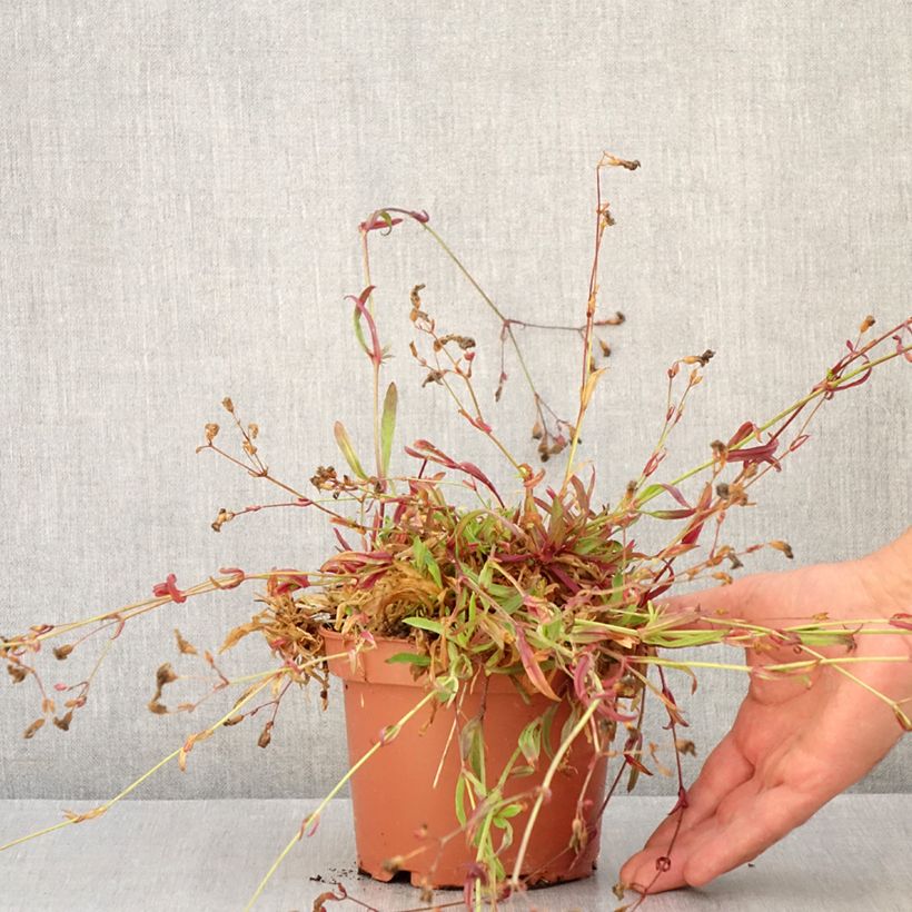 Amostra de Lychnis flos-cuculi Petit Henri Vaso de 1,5 L/2 L tal como entregue no verão