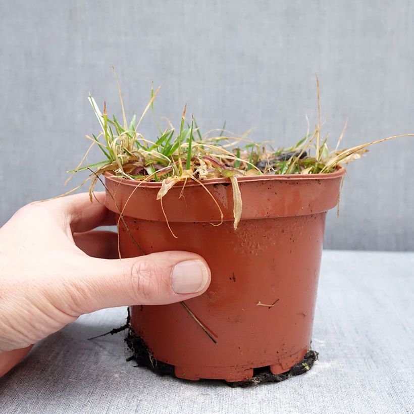 Amostra de Lychnis flos-cuculi Petit Henri Vaso de 1,5 L/2 L tal como entregue no inverno