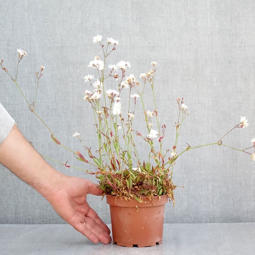 Amostra de Lychnis flos-cuculi Petit Henri Vaso de 1,5 L/2 L tal como entregue na primavera