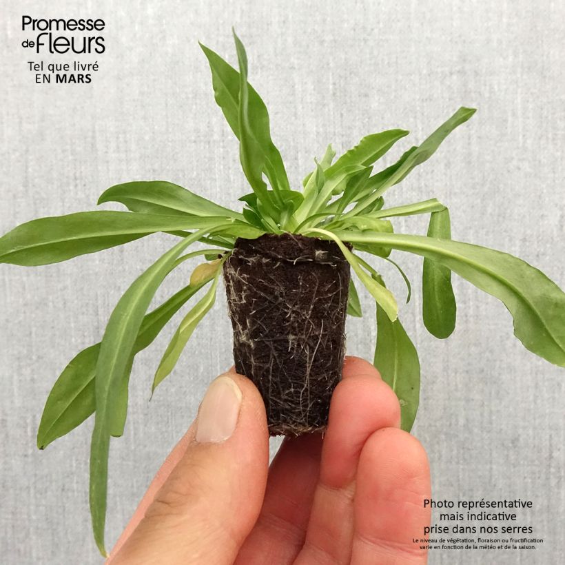 Amostra de Lychnis flos-cuculi Petite Jenny Mini-torrão Ø 3/4 cm tal como entregue na primavera