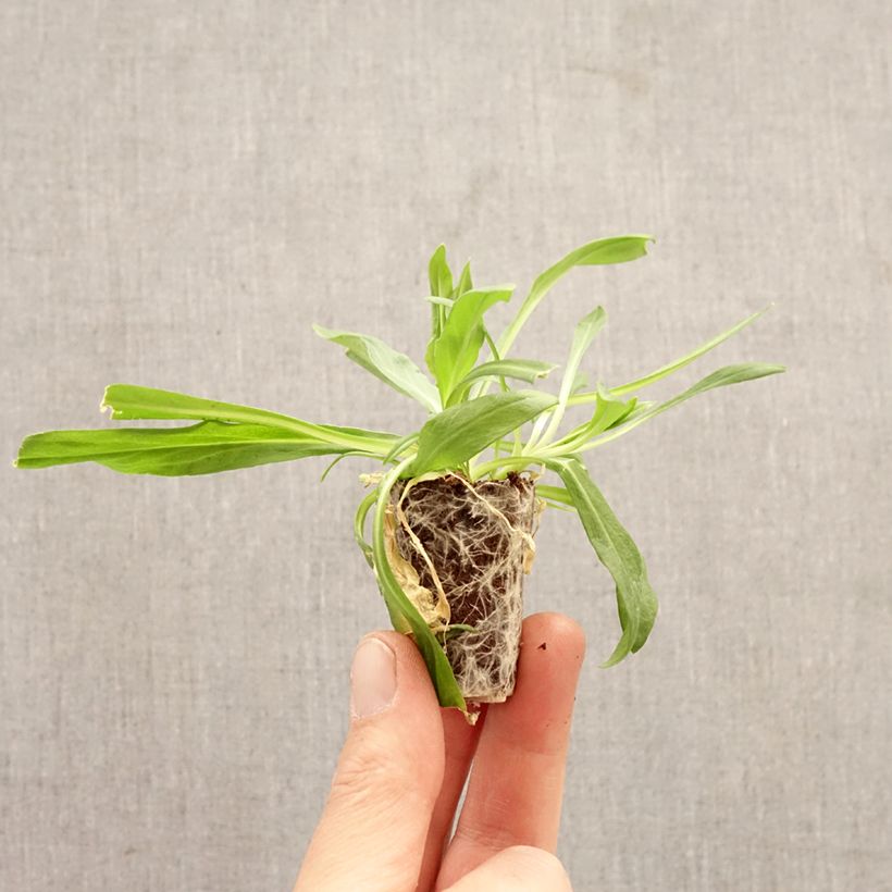 Amostra de Lychnis flos-cuculi Petite Jenny Mini-torrão Ø 3/4 cm tal como entregue na primavera
