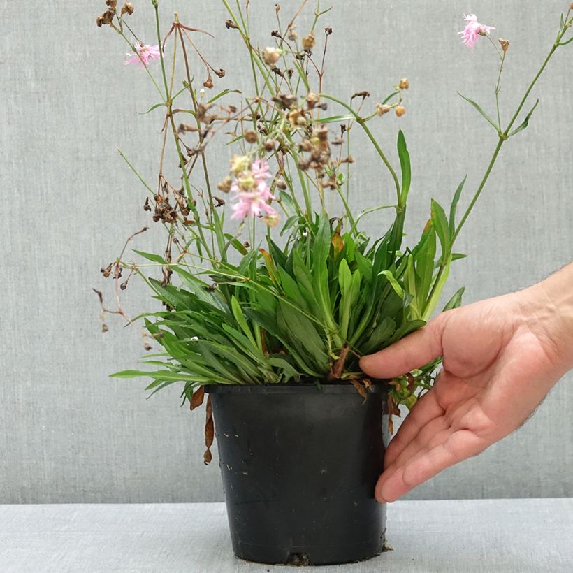 Amostra de Lychnis flos-cuculi Petite Jenny Vaso de 2 L/3 L tal como entregue no verão