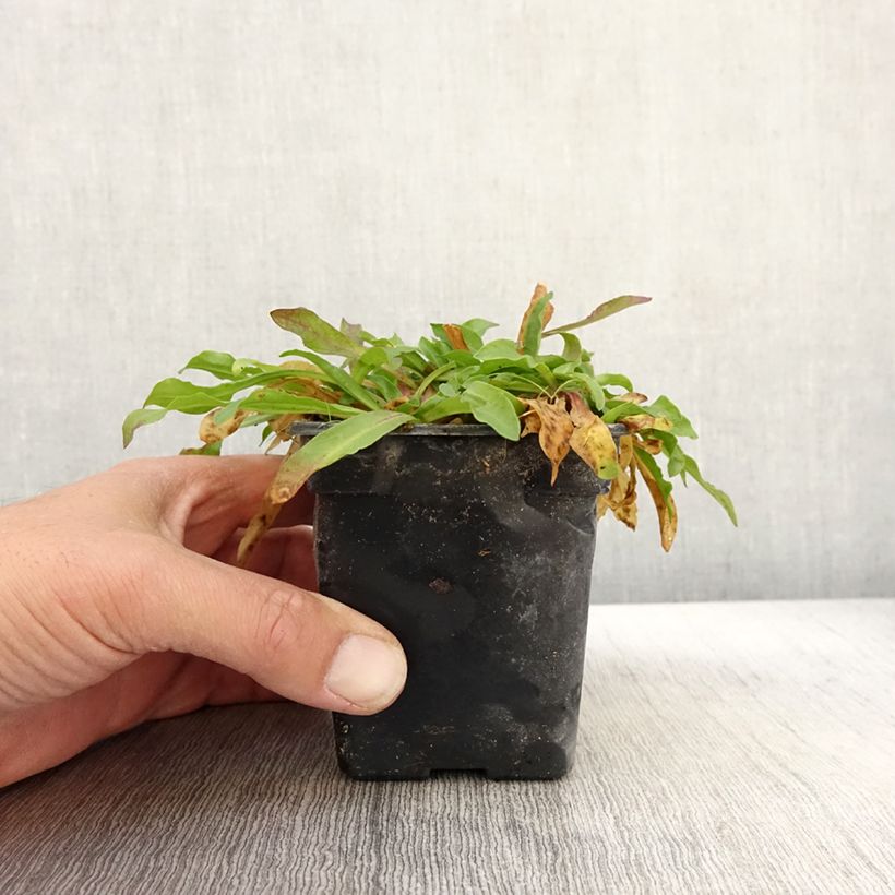 Amostra de Lychnis flos-cuculi White Robin Vaso de 7/8 cm tal como entregue no outono