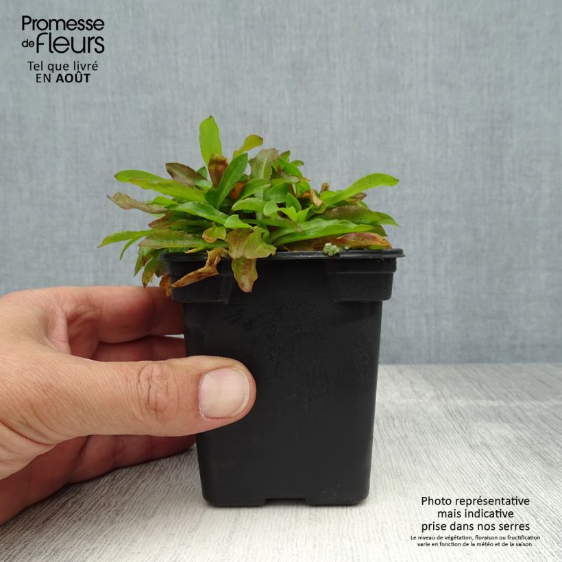 Amostra de Lychnis flos-cuculi White Robin Vaso de 7/8 cm tal como entregue no verão