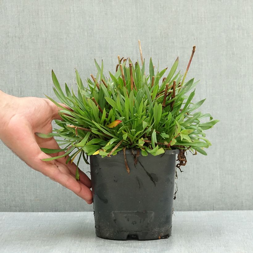 Amostra de Lychnis viscaria Plena - Attrape-mouches à fleurs doubles Pot de 2L/3L tal como entregue no verão