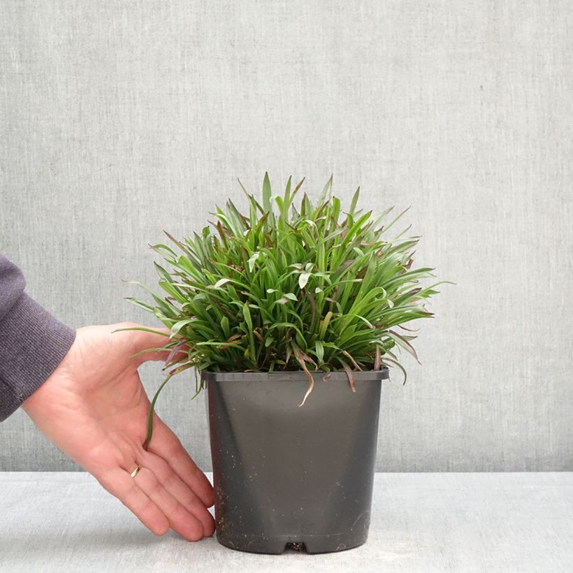 Amostra de Lychnis viscaria Plena Vaso de 2 L/3 L tal como entregue na primavera
