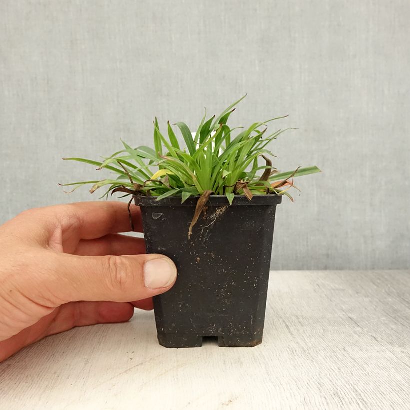 Amostra de Lychnis viscaria Splendens Vaso de 8/9 cm tal como entregue no verão