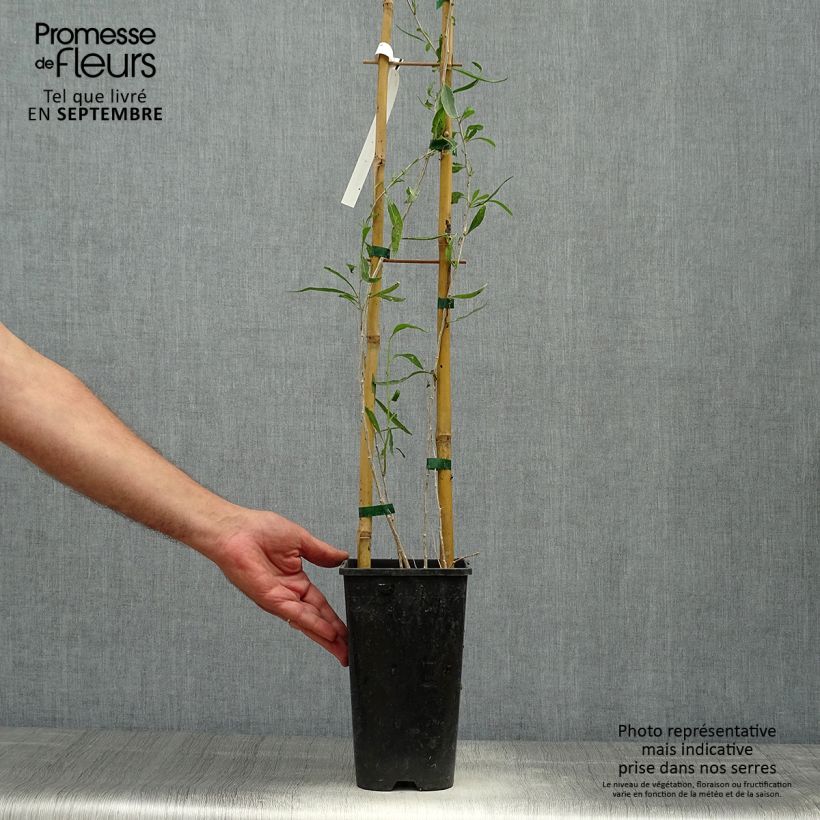 Amostra de Lycium chinensis - Goji de Chine Pot de 2L/3L tal como entregue no outono