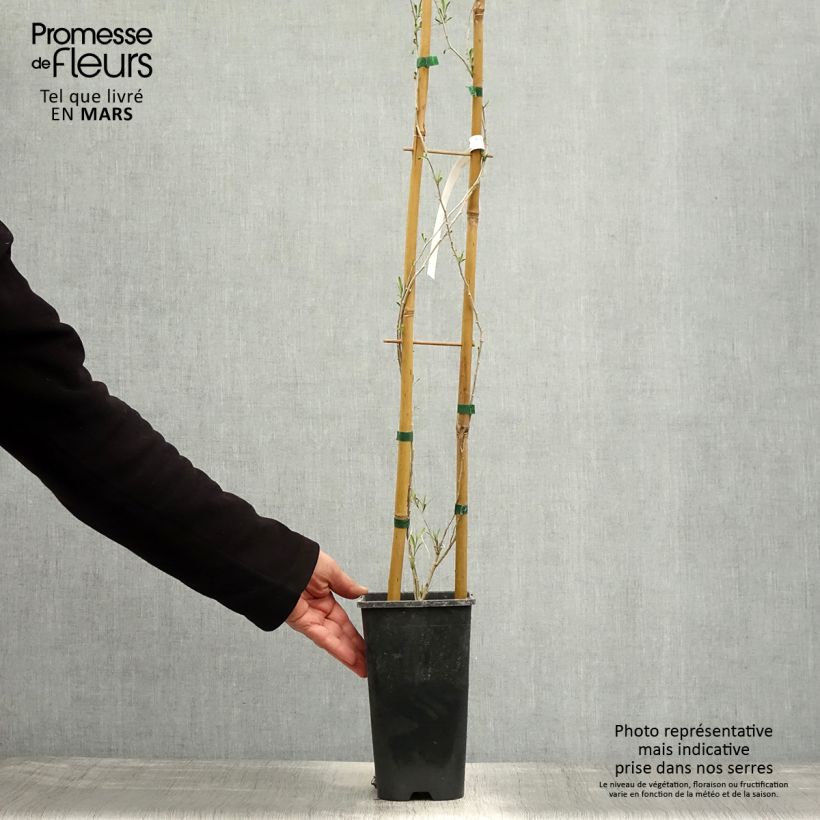 Amostra de Goji - Lycium chinense Vaso de 2 L/3 L tal como entregue na primavera