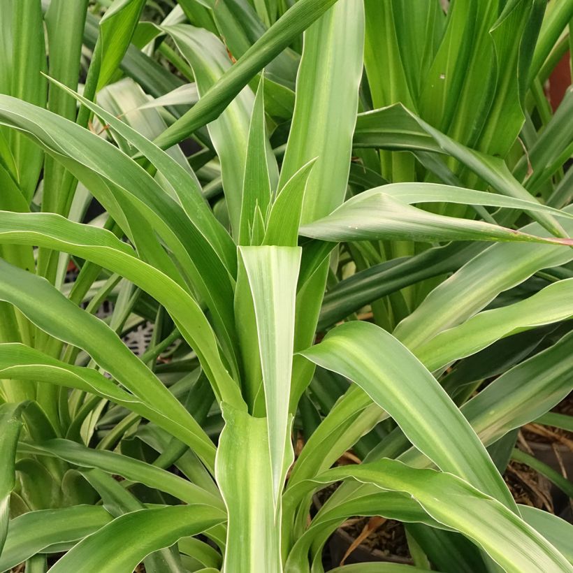 Beschorneria albiflora (Folhagem)
