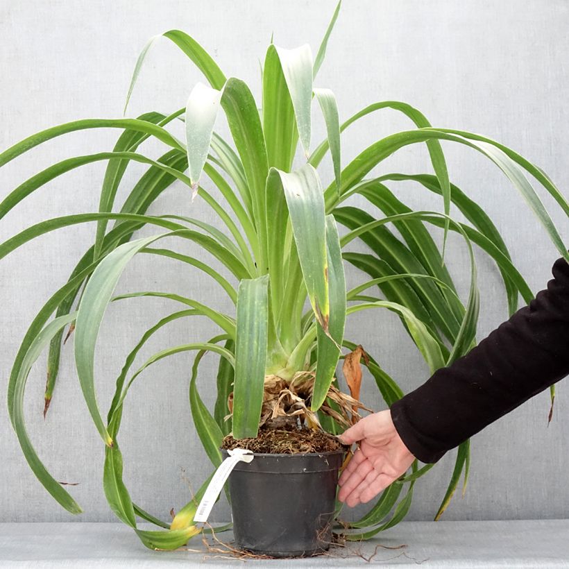 Amostra de Lys du Mexique à fleurs blanches - Beschorneria albiflora Pot de 3L/4L tal como entregue no inverno