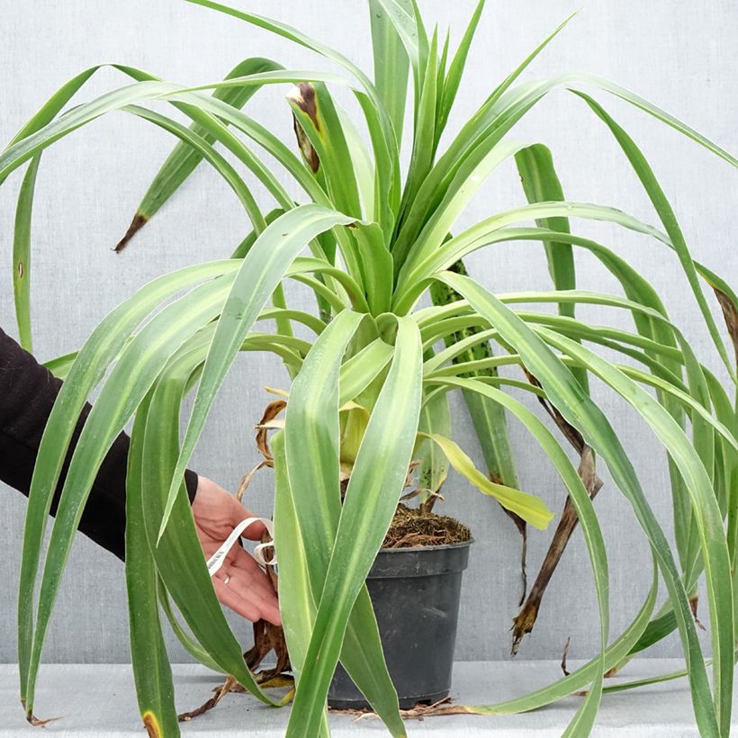 Amostra de Beschorneria albiflora Vaso de 3 L/4 L tal como entregue na primavera