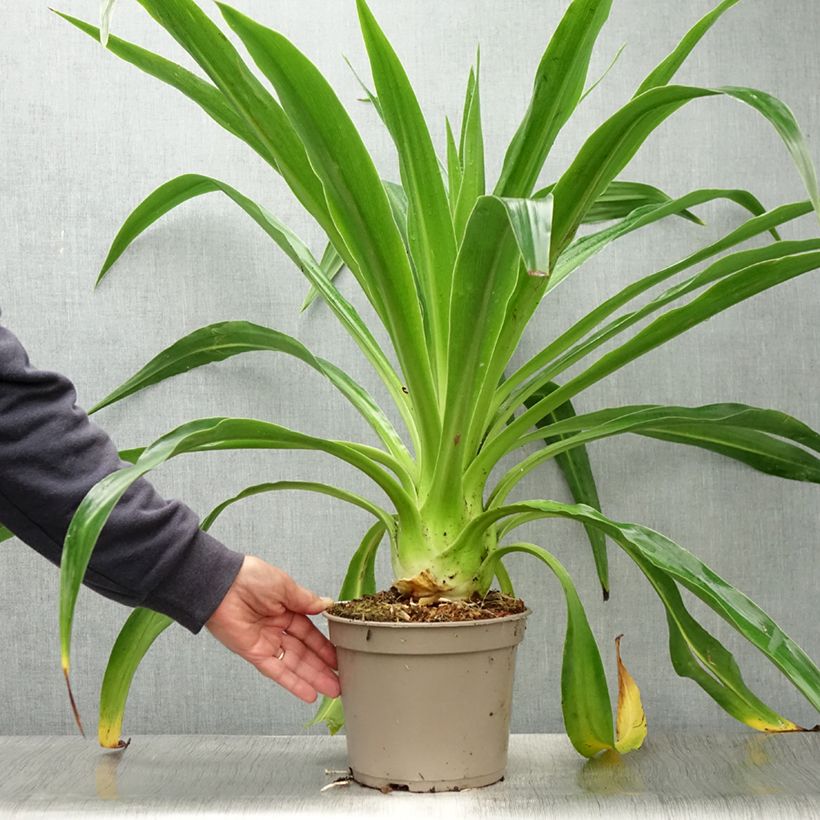 Amostra de Beschorneria albiflora Vaso de 3 L/4 L tal como entregue no verão