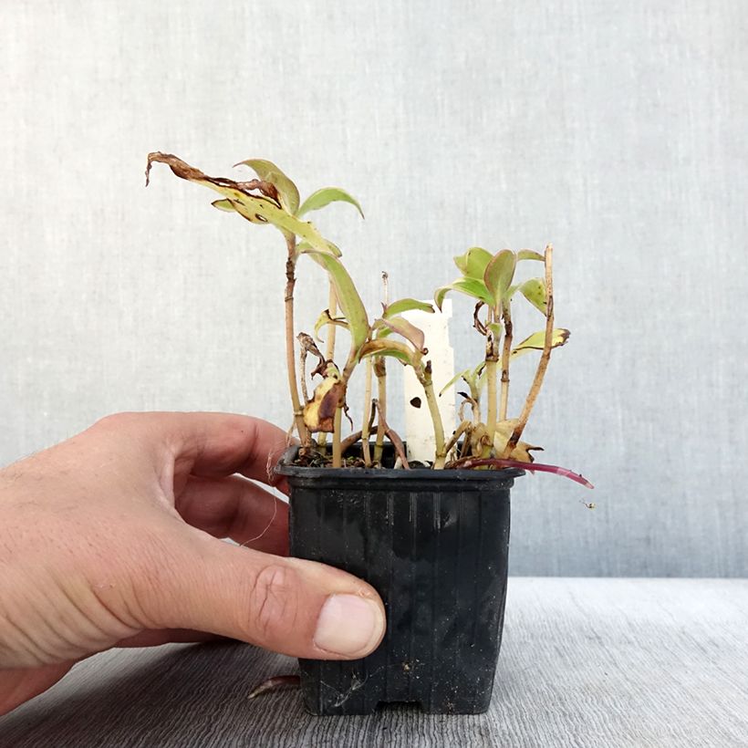 Amostra de Tricyrtis formosana Autumn Glow Vaso de 8/9 cm tal como entregue no outono