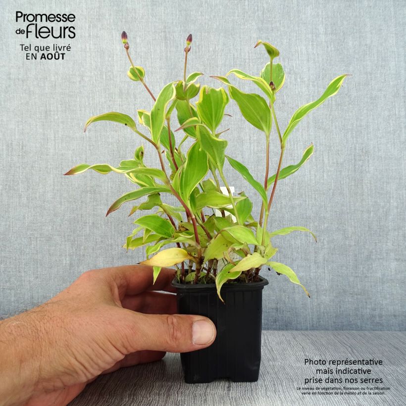 Amostra de Tricyrtis formosana Autumn Glow Vaso de 8/9 cm tal como entregue no verão