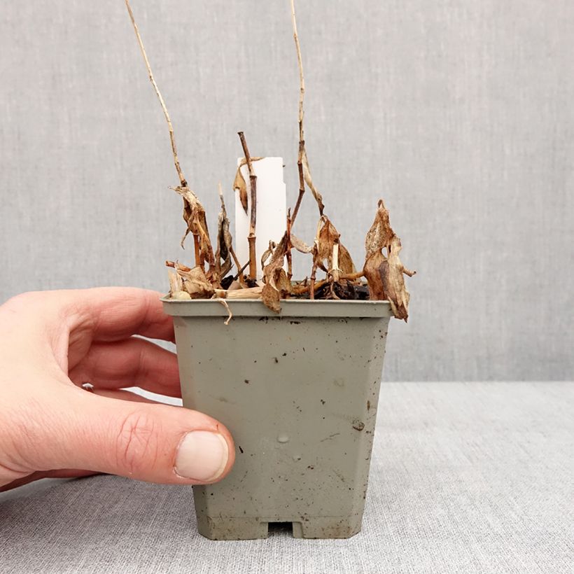 Amostra de Tricyrtis formosana Autumn Glow Vaso de 8/9 cm tal como entregue no inverno