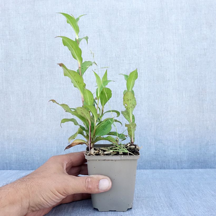 Amostra de Tricyrtis formosana Dark Beauty Vaso de 8/9 cm tal como entregue no verão