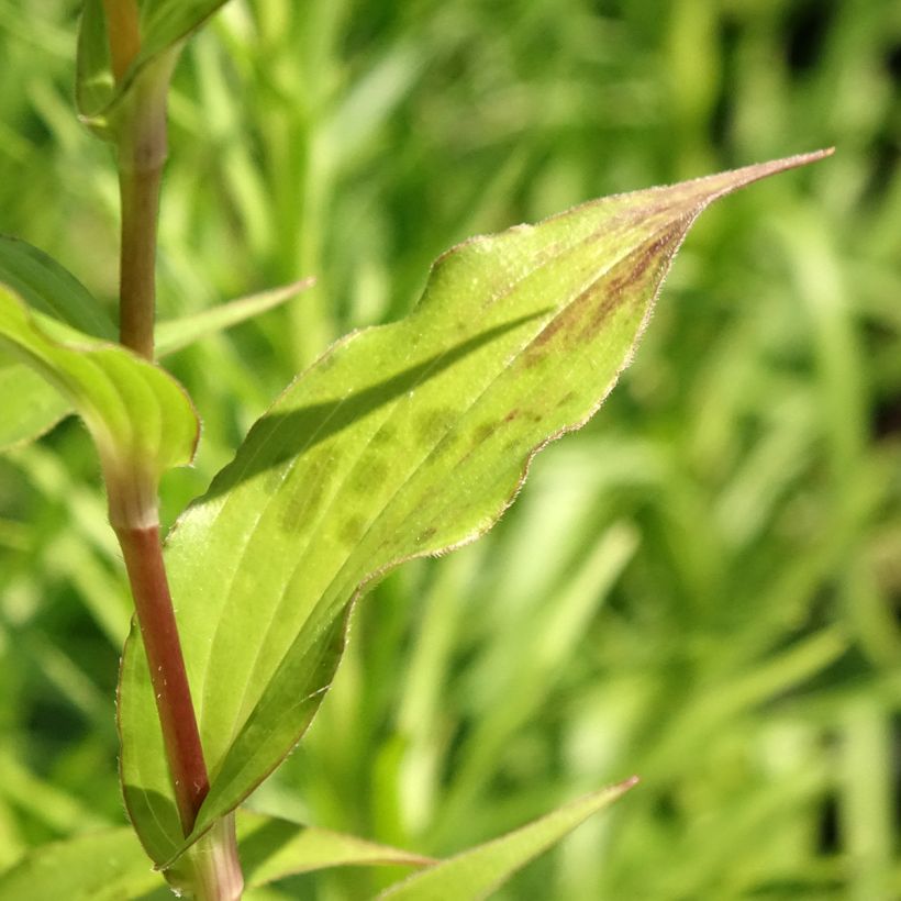 Tricyrtis formosana Dark Beauty (Folhagem)