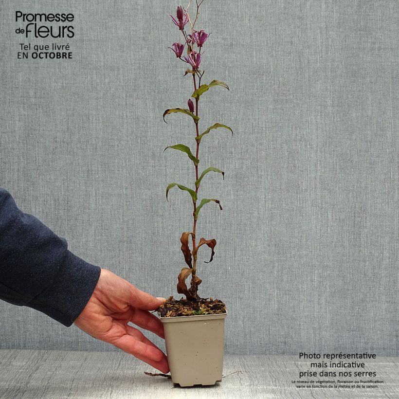 Amostra de Tricyrtis formosana Dark Beauty Vaso de 8/9 cm tal como entregue no outono