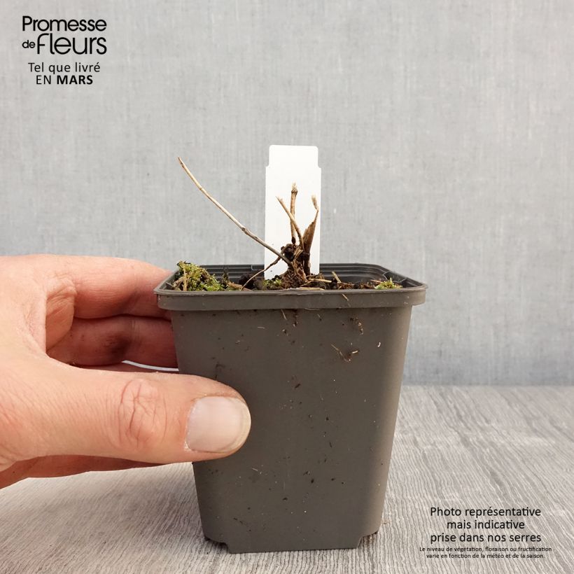 Amostra de Tricyrtis formosana Dark Beauty Vaso de 8/9 cm tal como entregue na primavera