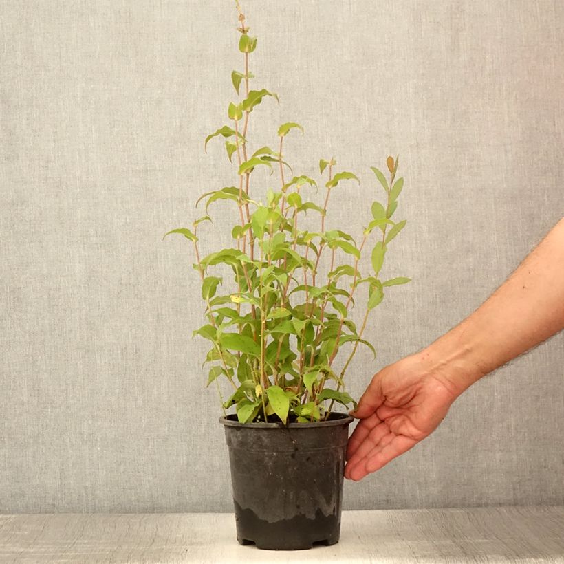 Amostra de Tricyrtis formosana Dark Beauty Vaso de 2 L/3 L tal como entregue no verão