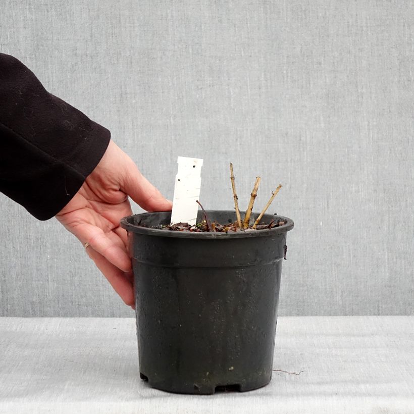 Amostra de Tricyrtis formosana Dark Beauty Vaso de 2 L/3 L tal como entregue no inverno