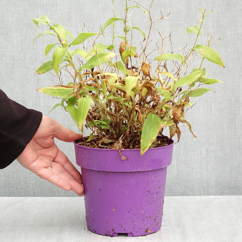 Amostra de Tricyrtis formosana Pink Freckles Vaso de 2 L/3 L tal como entregue no outono