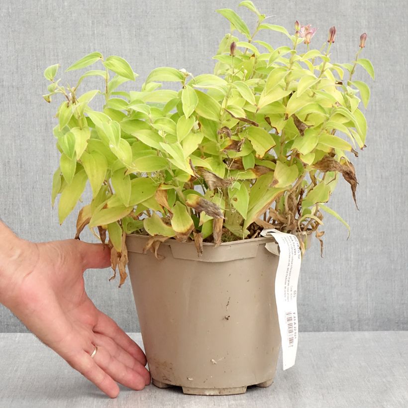 Amostra de Tricyrtis formosana Pink Freckles Vaso de 2 L/3 L tal como entregue no verão
