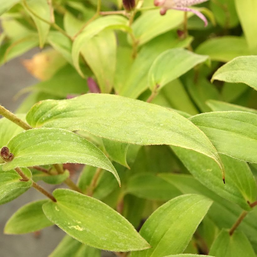 Tricyrtis formosana Pink Freckles (Folhagem)
