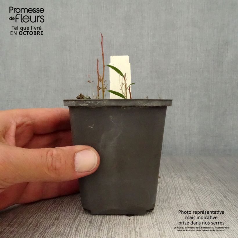 Amostra de Lysichiton camtschatcensis Vaso de 8/9 cm tal como entregue no outono