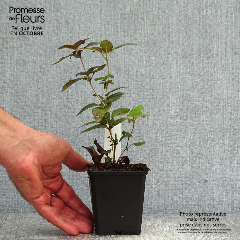 Amostra de Lysimachia ciliata Fire Cracker Vaso de 8/9 cm tal como entregue no outono