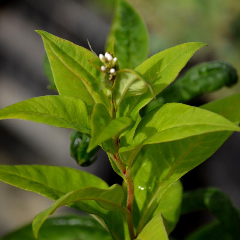 Lysimachia clethroides (Folhagem)
