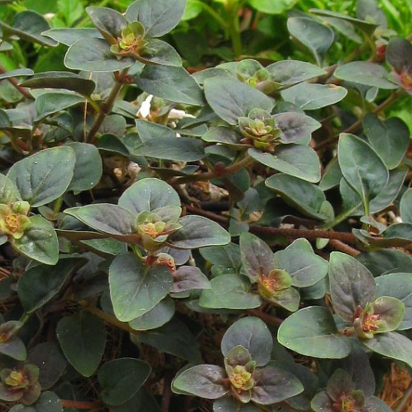 Lysimachia congestiflora Persian Chocolate (Folhagem)