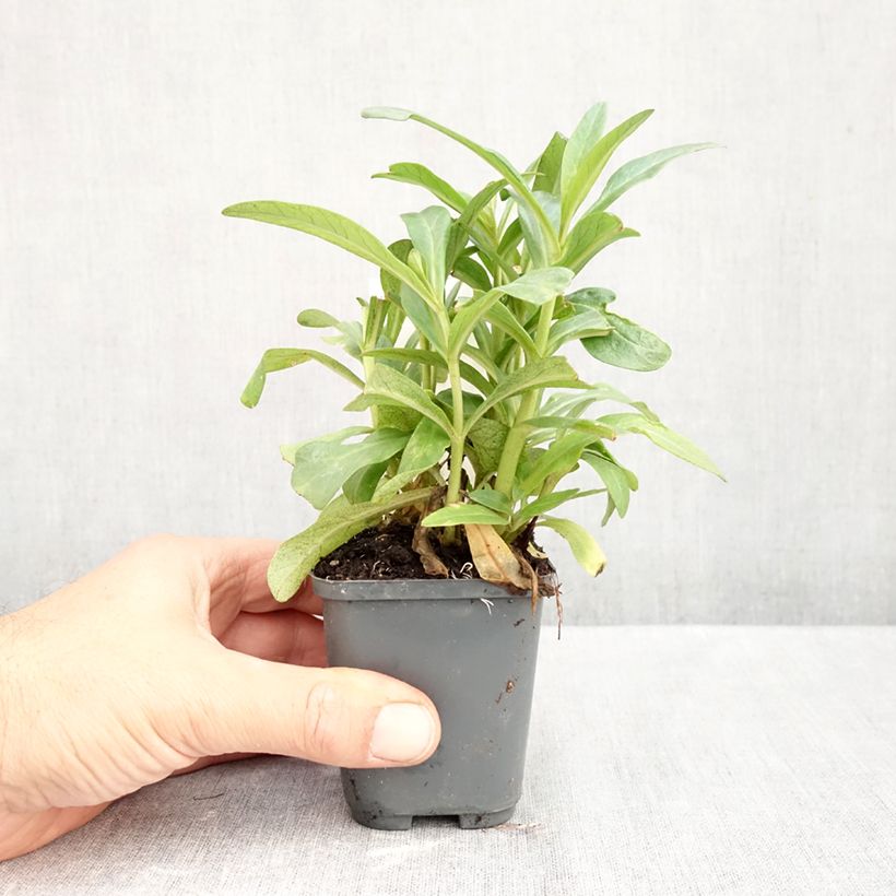 Amostra de Lysimachia ephemerum Vaso de 8/9 cm tal como entregue no outono