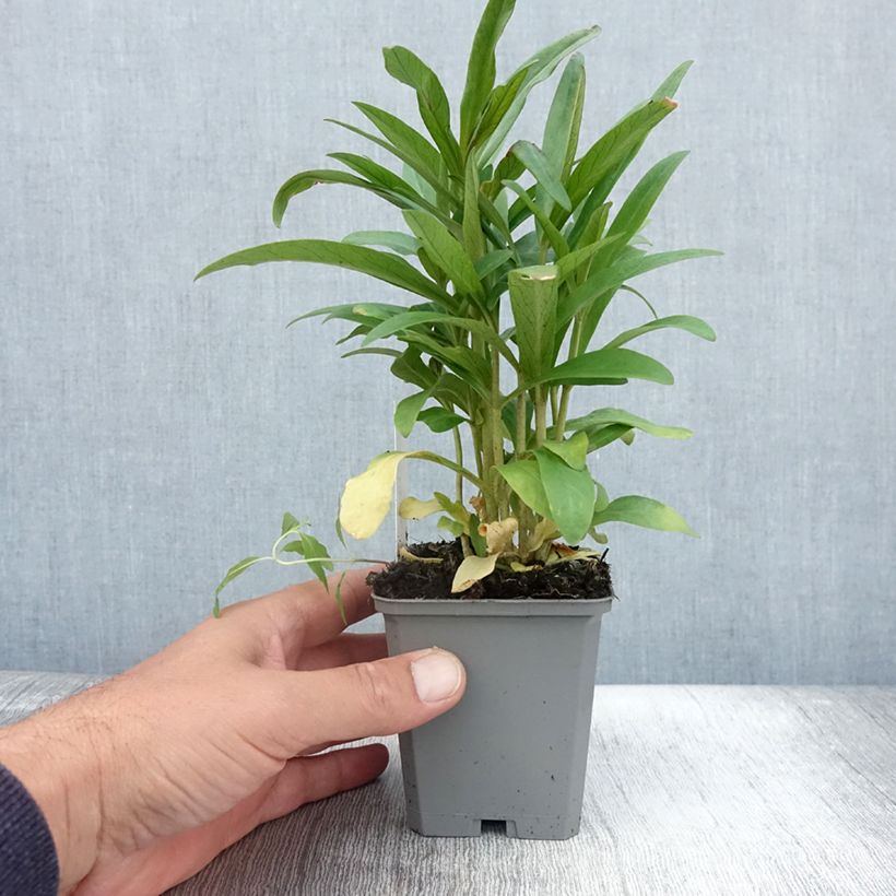 Amostra de Lysimachia ephemerum Vaso de 8/9 cm tal como entregue no verão