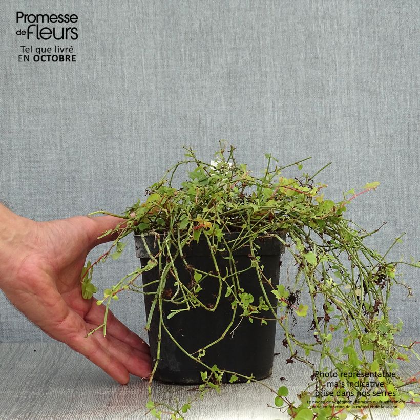 Amostra de Lysimachia nummularia Aurea Vaso de 2 L/3 L tal como entregue no outono