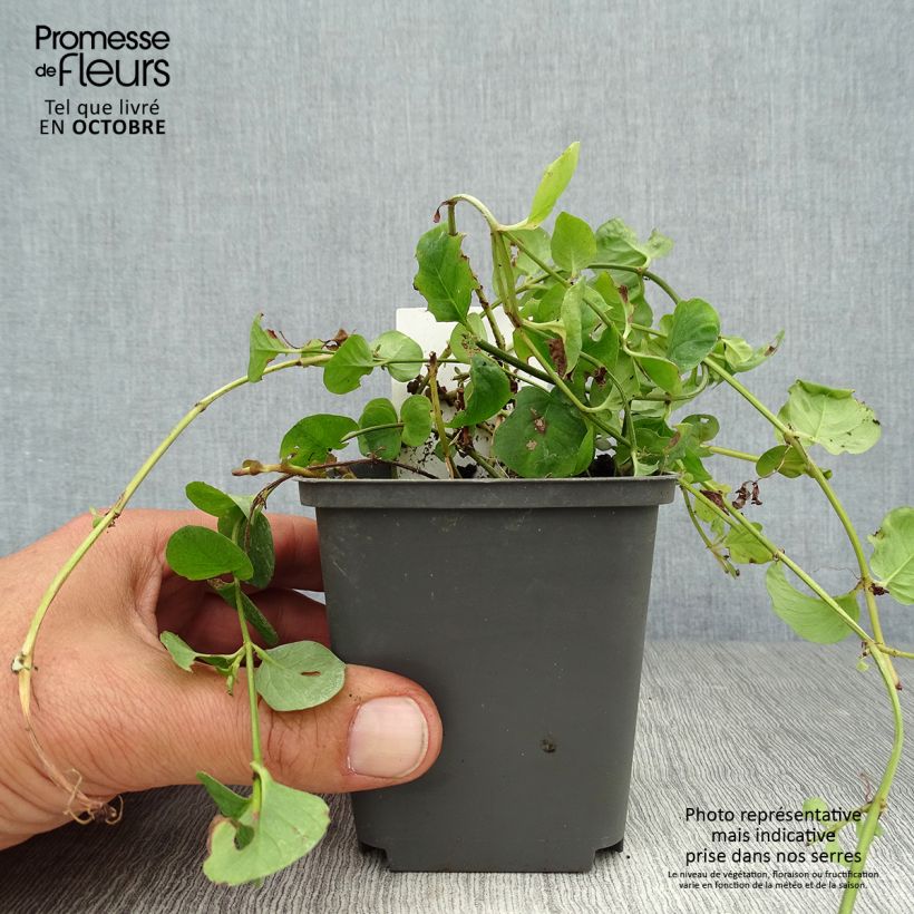 Amostra de Lysimachia nummularia Vaso de 8/9 cm tal como entregue no outono