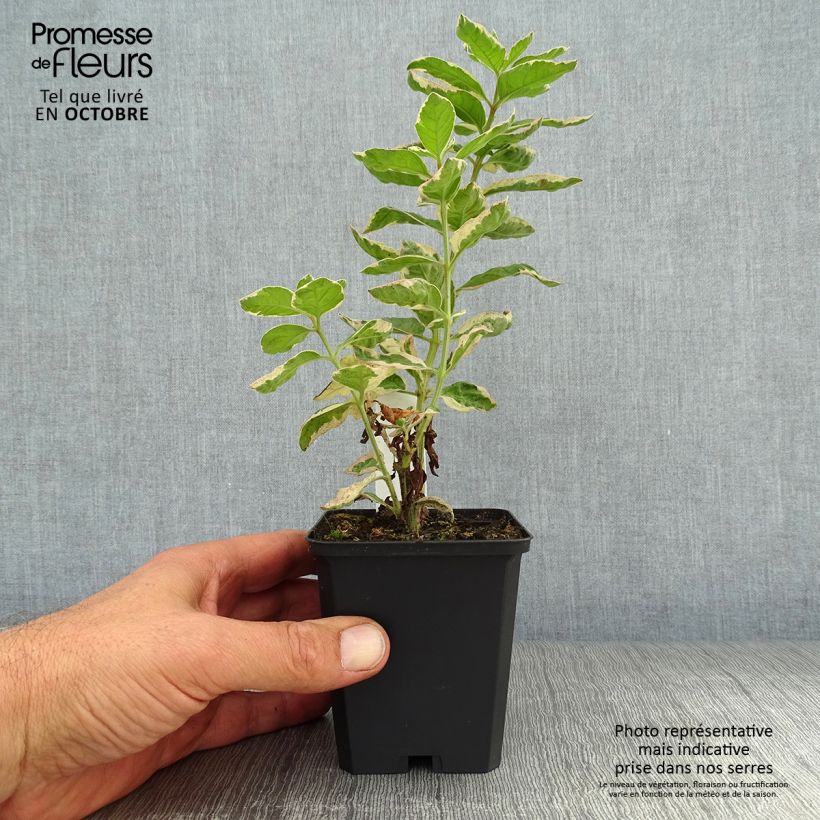 Amostra de Lysimachia punctata Alexander Vaso de 8/9 cm tal como entregue no outono