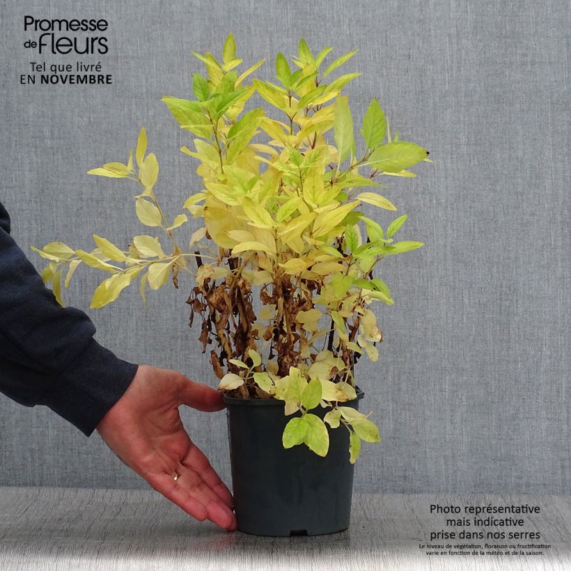 Amostra de Lysimachia punctata Vaso de 2 L/3 L tal como entregue no outono