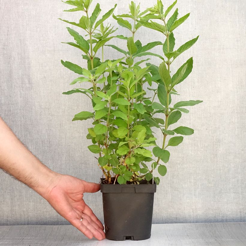 Amostra de Lysimachia punctata Vaso de 2 L/3 L tal como entregue no verão