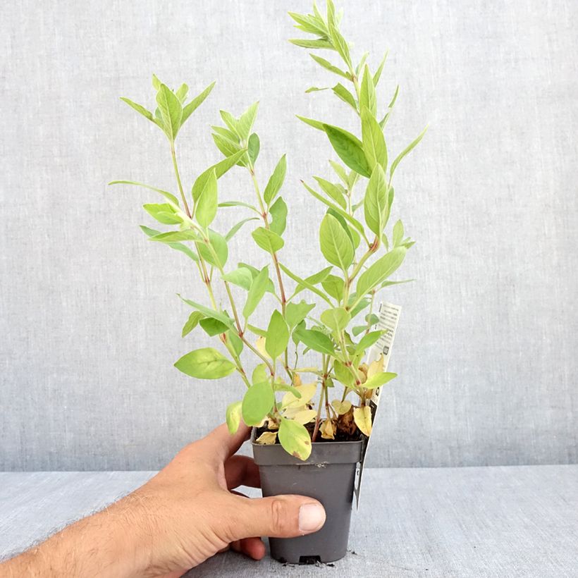 Amostra de Lysimachia punctata Vaso de 8/9 cm tal como entregue no verão