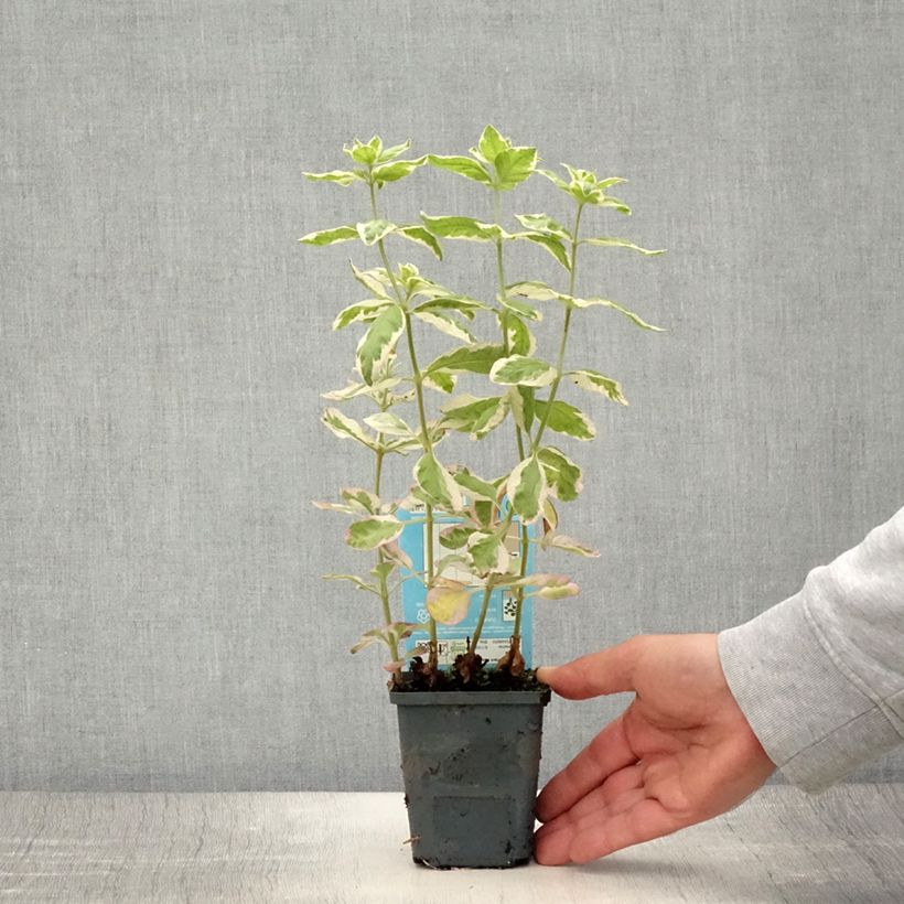 Amostra de Lysimachia punctata Variegata Vaso de 8/9 cm tal como entregue no verão