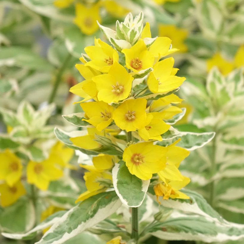 Lysimachia punctata Variegata (Floração)