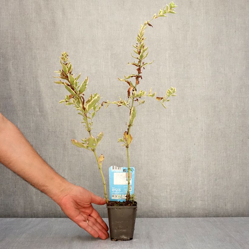 Amostra de Lysimachia punctata Variegata Vaso de 8/9 cm tal como entregue no outono