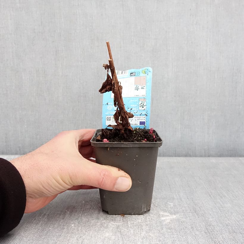 Amostra de Lysimachia punctata Variegata Vaso de 8/9 cm tal como entregue no inverno