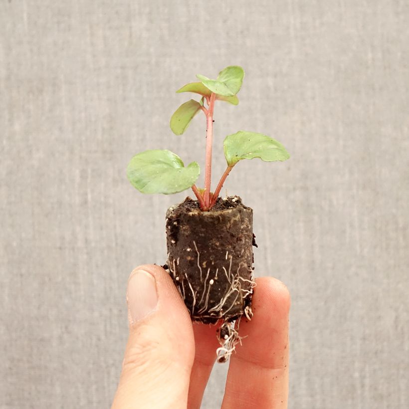Amostra de Lysimachia christinae Sunburst Mini-torrão Ø 3/4 cm tal como entregue na primavera