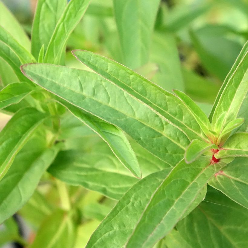 Lysimachia thyrsiflora (Folhagem)