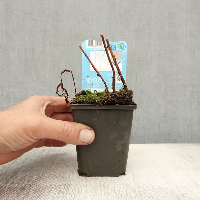 Amostra de Lysimachia thyrsiflora Vaso de 8/9 cm tal como entregue no outono
