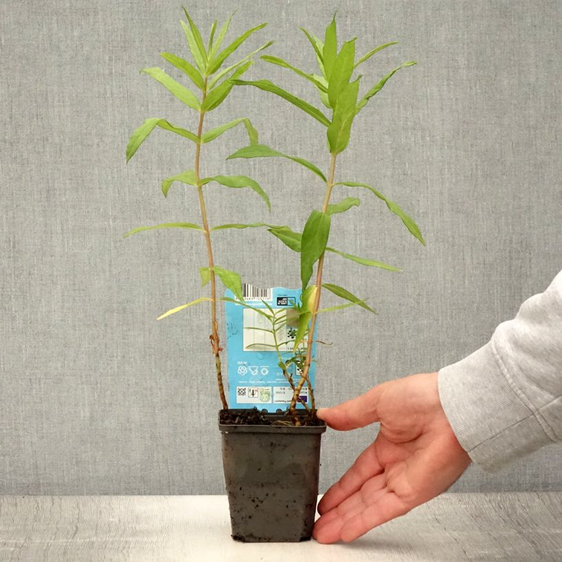 Amostra de Lysimachia thyrsiflora Vaso de 8/9 cm tal como entregue no verão